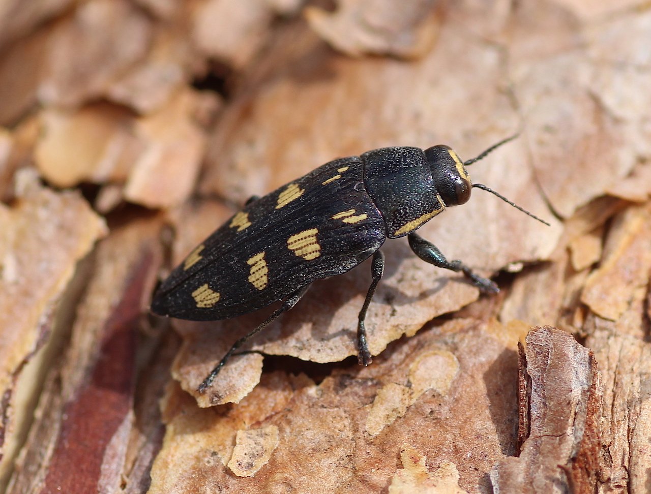 alain Roujas - Buprestis (Buprestis) novemmaculata - réf. 191533 (1280 x 972 pixels, 210 ko)