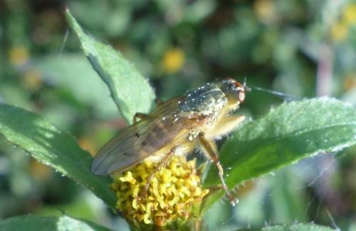 Réf. 192 847 : Scathophaga stercoraria