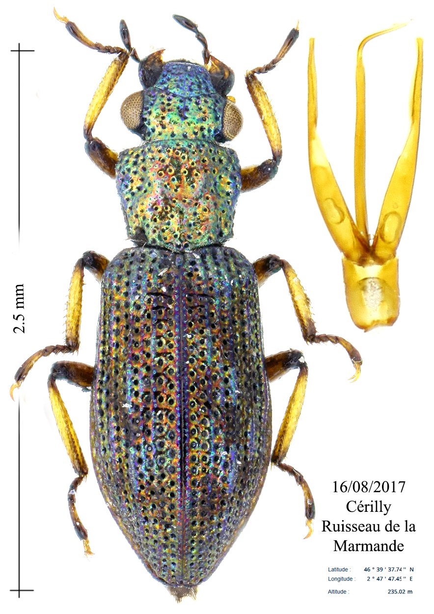 Cédric Alonso - Hydrochus nitidicollis - réf. 192753 (884 x 1250 pixels, 219 ko)