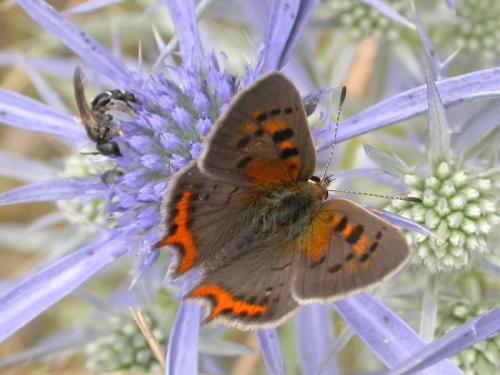 Réf. 193 730 : Lycaena phlaeas