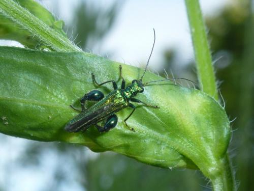 Réf. 194 688 : Oedemera nobilis