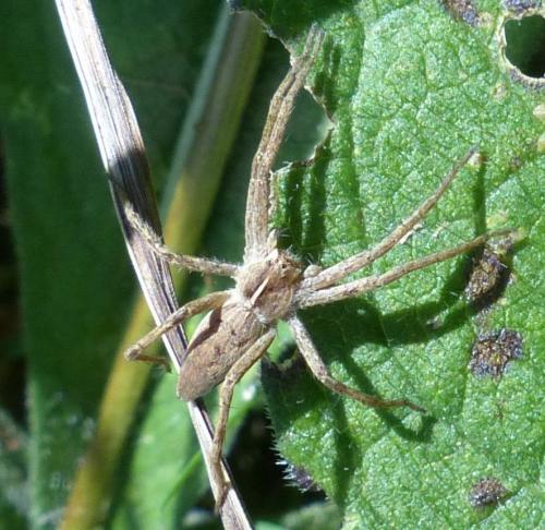 Réf. 194 535 : Pisaura mirabilis