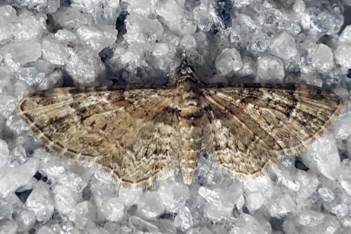 Réf. 194 664 : Gymnoscelis rufifasciata