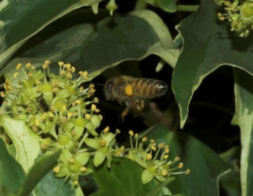 Apis mellifera