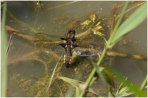 Réf. 196 437 : Libellula depressa