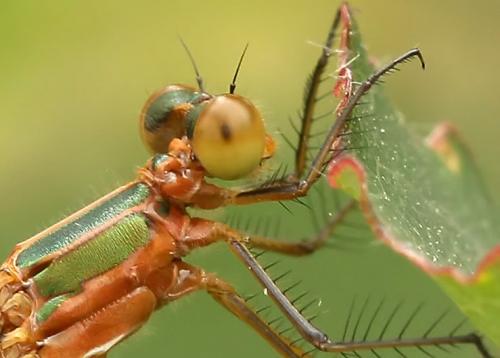 Réf. 196 441 : Lestes sponsa