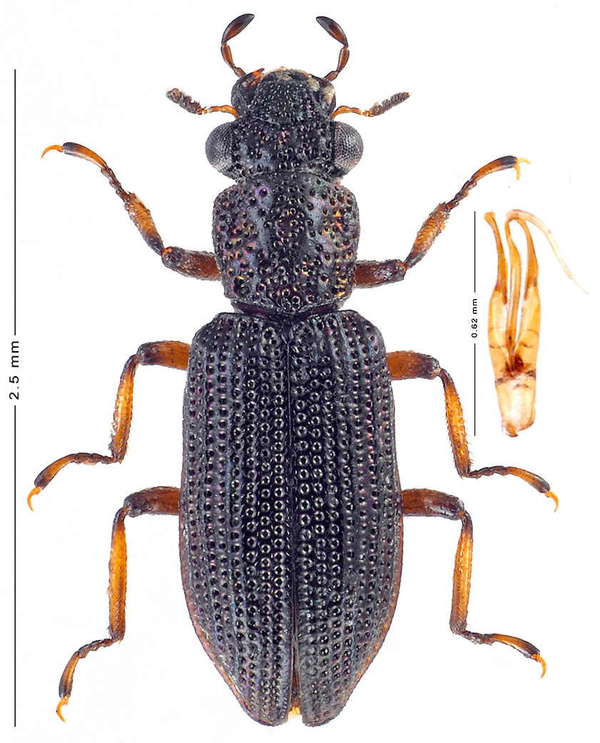 Fred Chevaillot - Hydrochus smaragdineus - réf. 196306 (841 x 1041 pixels, 218 ko)
