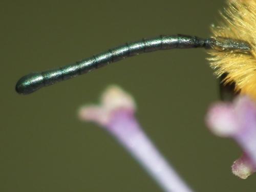 Réf. 197 495 : Megachile willughbiella