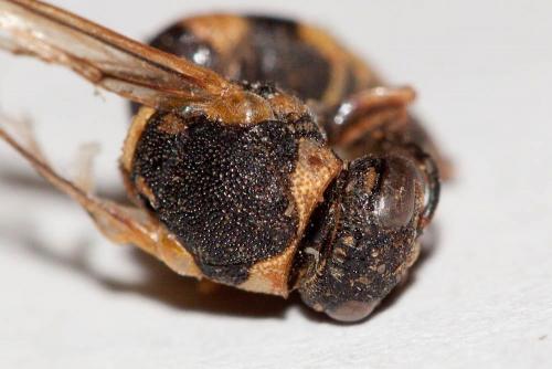 Réf. 197 417 : Euodynerus posticus