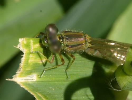 Réf. 199 822 : Erythromma lindenii
