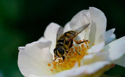 Réf. 2 432 : Myathropa florea