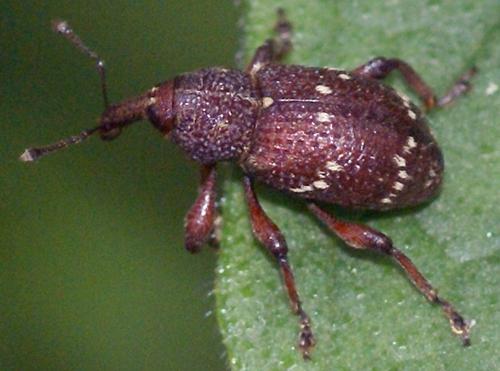 Hylobius transversovittatus