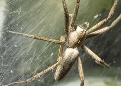 Réf. 20 342 : Pisaura mirabilis