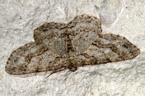 Réf. 20 680 : Ectropis crepuscularia