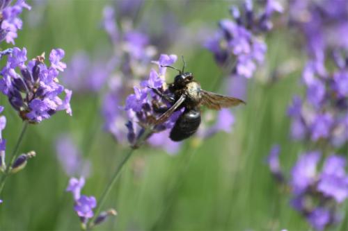 Réf. 20 656 : Xylocopa violacea