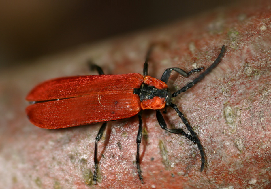 J.-H. Yvinec - Lygistopterus sanguineus - réf. 20211 (940 x 656 pixels, 218 ko)