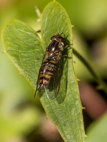 Réf. 200 161 : Episyrphus balteatus