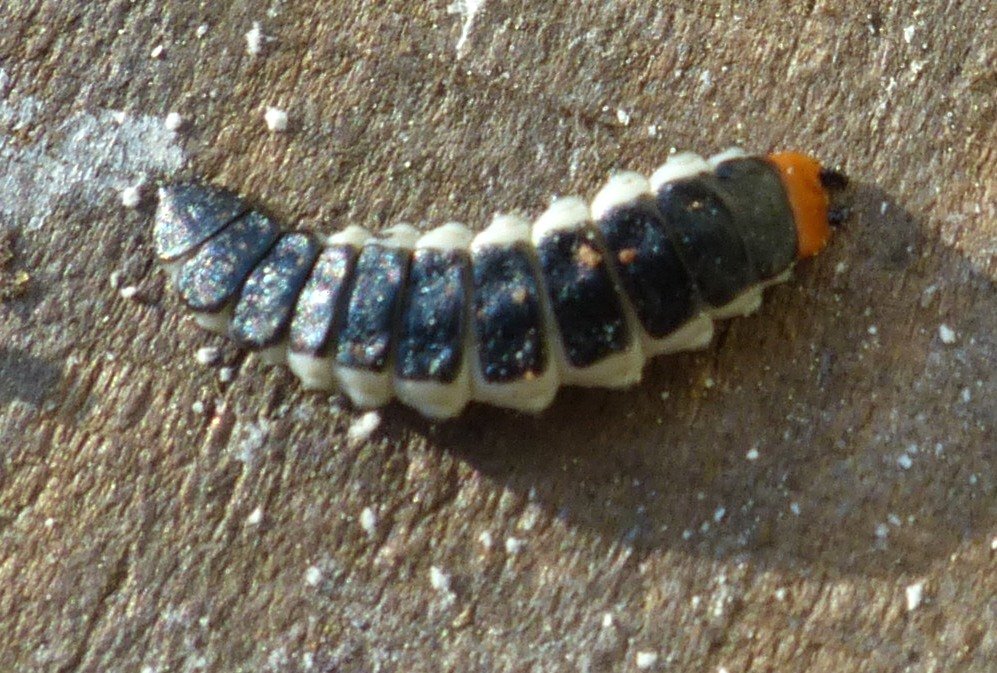 ORCHALLAN - Lygistopterus sanguineus - réf. 200297 (997 x 673 pixels, 190 ko)