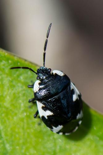 Réf. 201 814 : Tritomegas rotundipennis