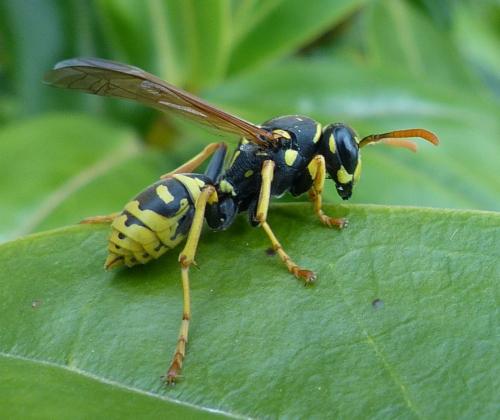 Réf. 201 575 : Polistes dominula