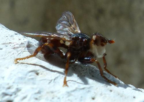 Réf. 201 652 : Myopa testacea