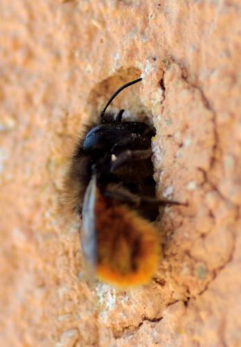 Réf. 202 868 : Osmia cornuta