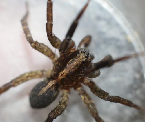 Réf. 202 286 : Trochosa hispanica