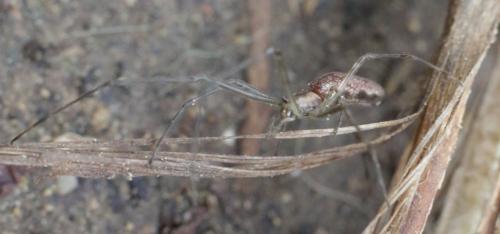 Réf. 202 284 : Tetragnatha sp.