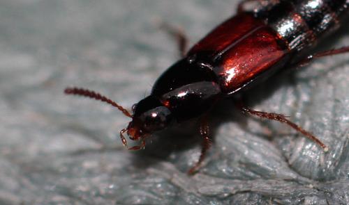 Réf. 203 336 : Mycetoporus sp.