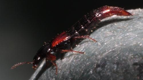 Réf. 203 334 : Mycetoporus sp.