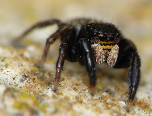 Réf. 203 885 : Euophrys herbigrada