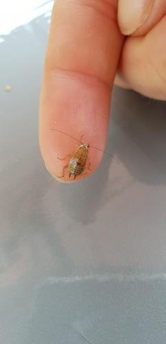 Réf. 203 948 : Ectobius pallidus