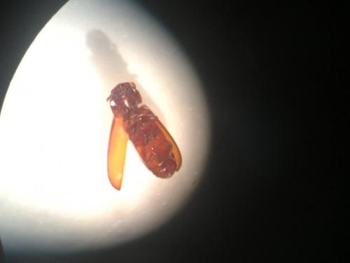 Réf. 204 868 : Tribolium sp.