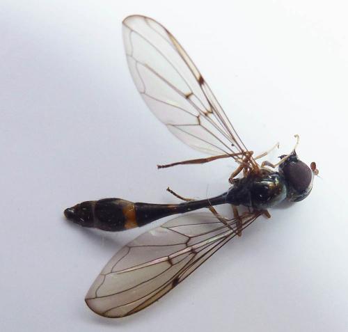Réf. 206 110 : Baccha elongata