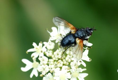 Réf. 206 410 : Zophomyia temula