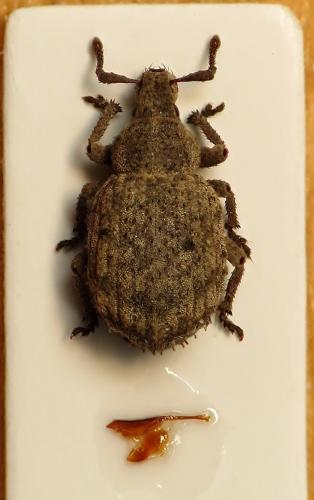 Réf. 206 376 : Romualdius scaber