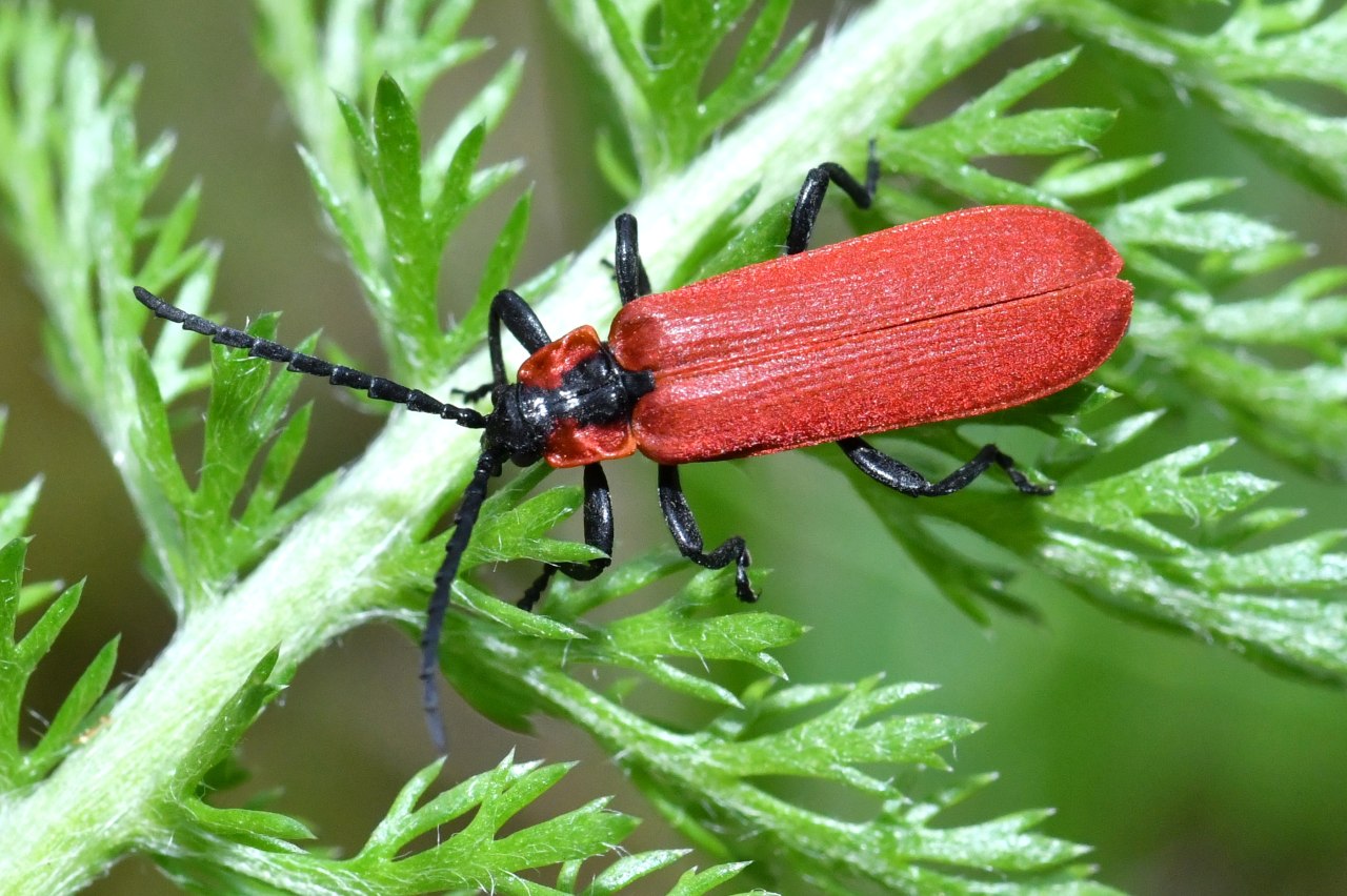 Michel Ehrhardt - Lygistopterus sanguineus - réf. 206414 (1280 x 852 pixels, 215 ko)