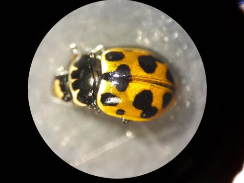 Ceratomegilla notata