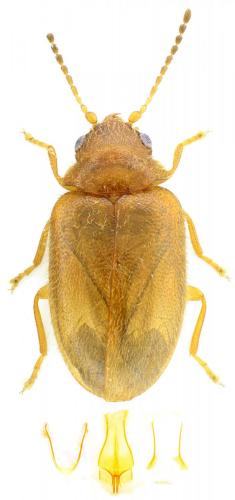 Contacyphon ochraceus