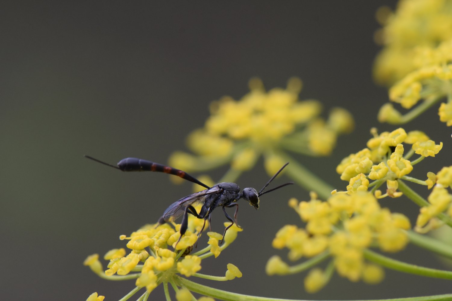 C.gager - Gasteruption freyi - réf. 207443 (1500 x 1001 pixels, 114 ko)