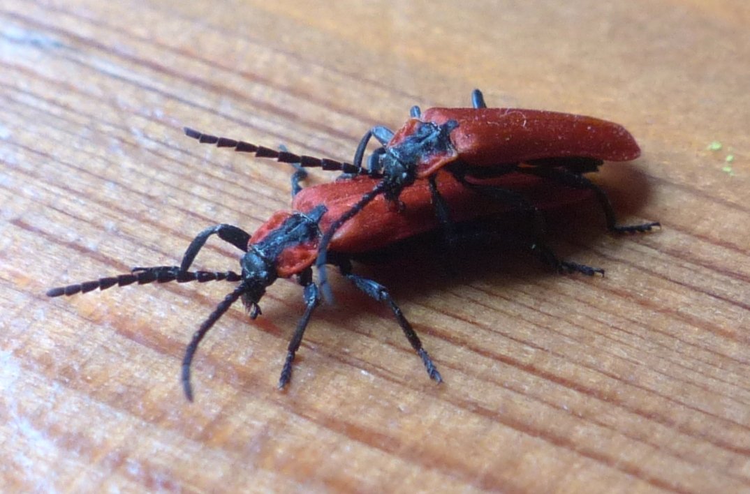 ORCHALLAN - Lygistopterus sanguineus - réf. 207447 (1074 x 708 pixels, 124 ko)