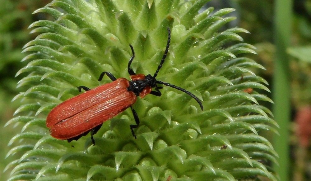 Éric Maurice - Lygistopterus sanguineus - réf. 207650 (1000 x 584 pixels, 113 ko)