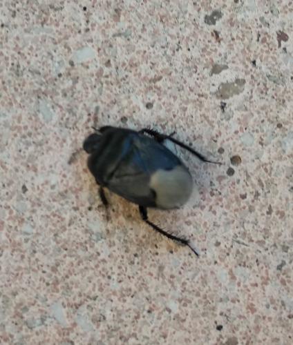 Cydnus aterrimus