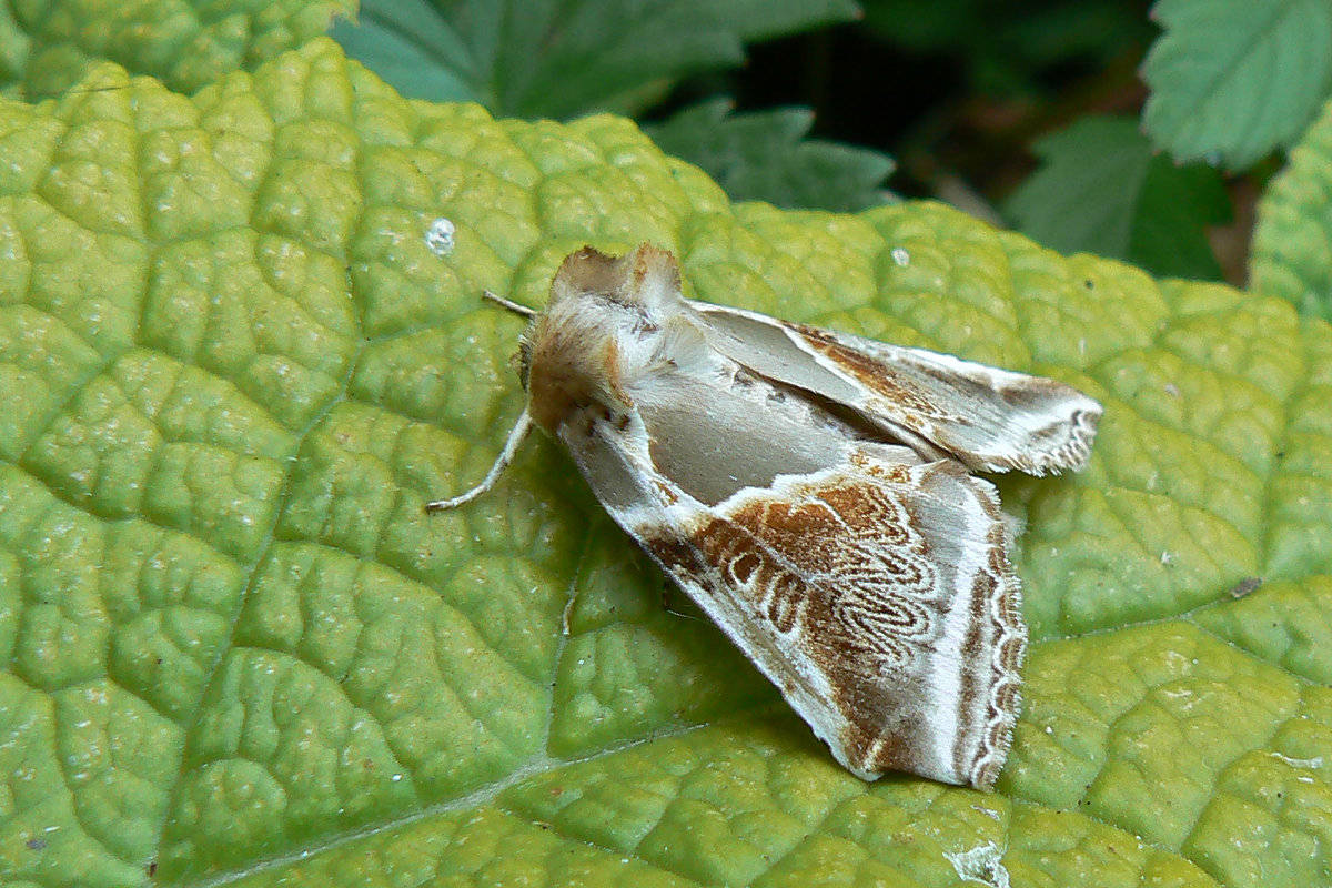 Larue Philippe - Habrosyne pyritoides - réf. 208921 (1200 x 800 pixels, 196 ko)