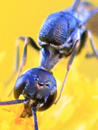 Gilles Creyssac - Gasteruption jaculator - réf. 208204 (320 x 426 pixels, 192 ko)