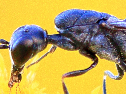 Gilles Creyssac - Gasteruption jaculator - réf. 208205 (403 x 302 pixels, 182 ko)