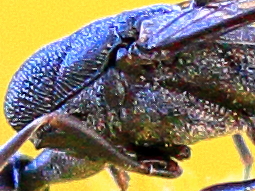 Gilles Creyssac - Gasteruption jaculator - réf. 208206 (255 x 191 pixels, 104 ko)