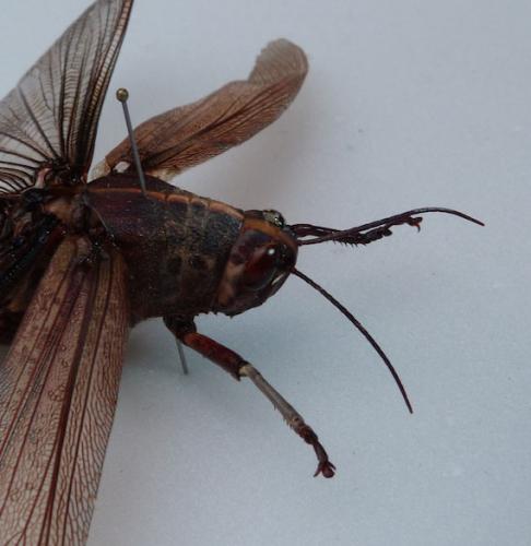 Réf. 209 985 : Anacridium aegyptium