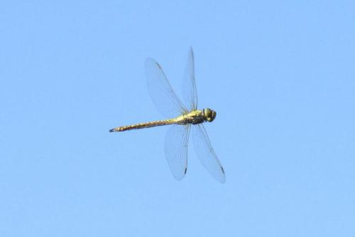Aeshna affinis