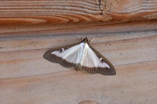 Réf. 209 146 : Cydalima perspectalis